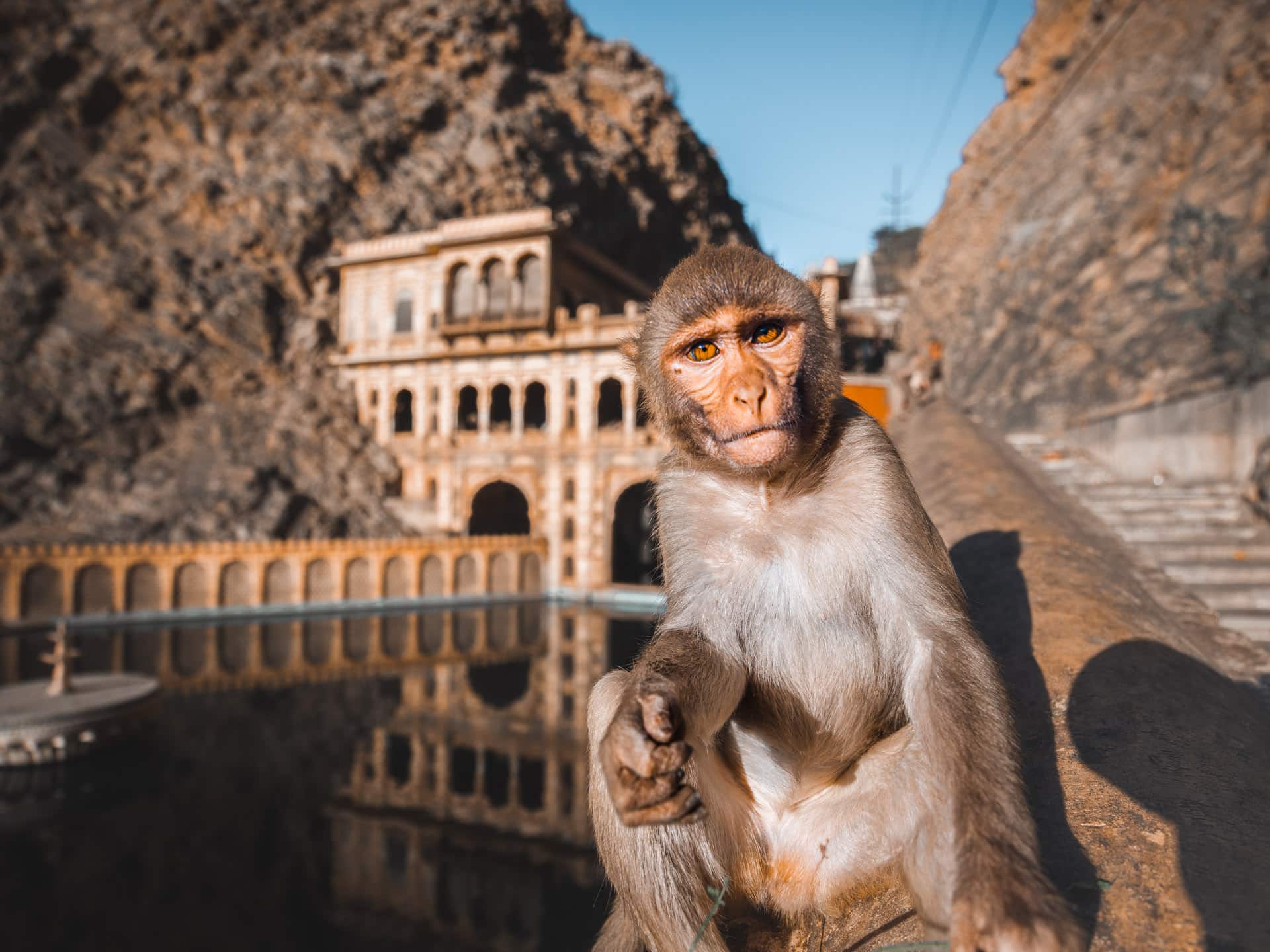 galta-ji-full-guide-to-the-monkey-temple-of-jaipur-2023